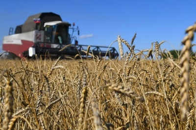 Russia surpassing EU in wheat supplies to North Africa report