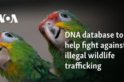 DNA database to help fight against illegal wildlife trafficking