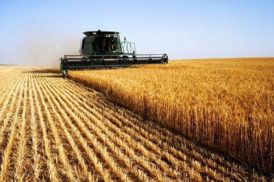 US wheat farmers facing effects of global grain oversupply