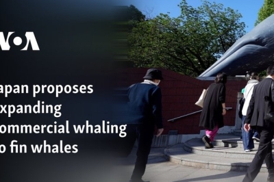 Japan proposes expanding commercial whaling to fin whales