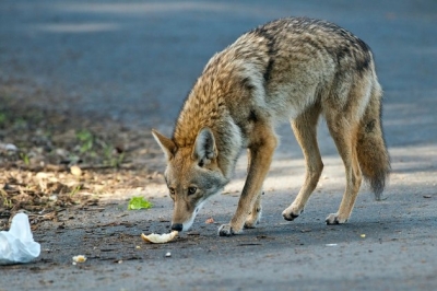 Living peacefully with coyotes means respecting their boundaries