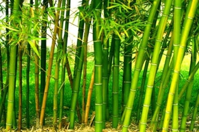 Uganda: Bamboo crops have real growth potential