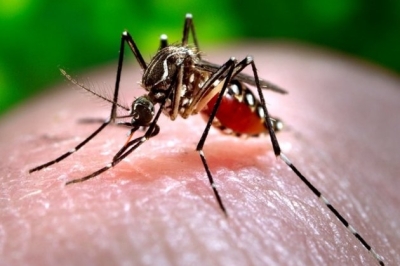 Bangladesh reports highest number of dengue cases in a day