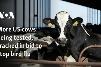 More US cows being tested, tracked in bid to stop bird flu
